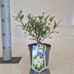 Gardenia jasminoides Fool Proof ('Leesix'PBR')