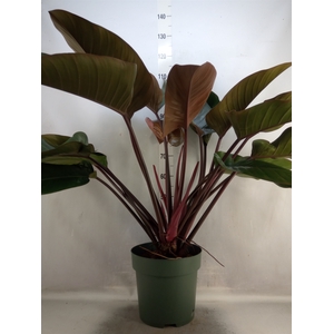 Philodendron  'Red Beauty'