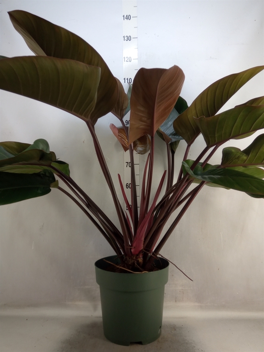 Philodendron  'Red Beauty'