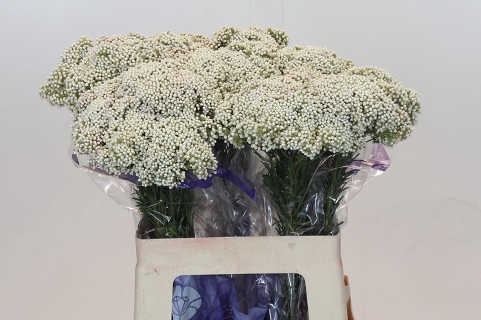 <h4>Ozothamnus Cooks Snow White</h4>