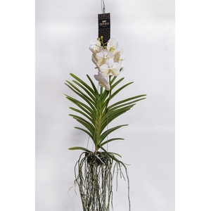 Vanda Tayanee White Large