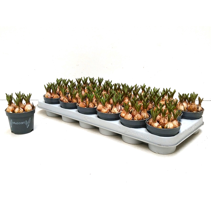 <h4>MUSCAR BLUE MAGIC</h4>