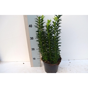 Euonymus japonicus 'Pulchellus'