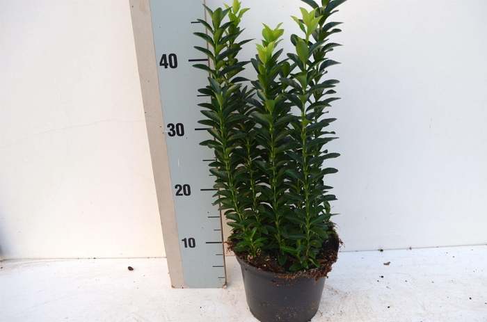 <h4>Euonymus japonicus 'Pulchellus'</h4>