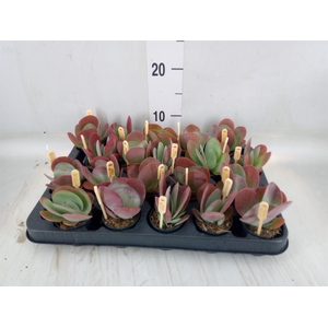 Kalanchoe NF thyrsiflora