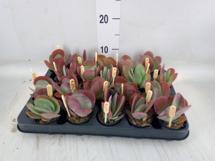 <h4>Kalanchoe NF thyrsiflora</h4>