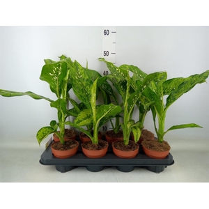 Dieffenbachia  'Crocodile'