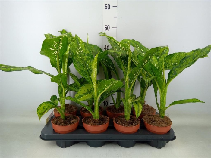 <h4>Dieffenbachia  'Crocodile'</h4>