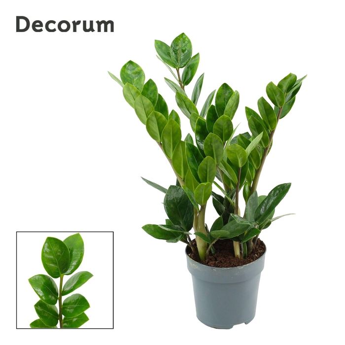 <h4>Zamioculcas Lima 10,5 cm Decorum 35 cm, 4+ veren</h4>