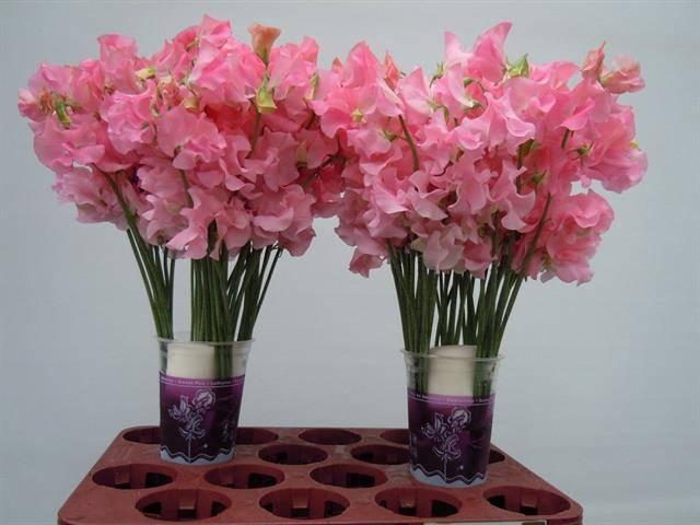<h4>Lathyrus od Winter Sunshine Pink</h4>
