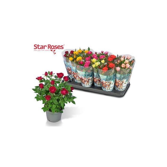 <h4>** Ro Star Roses Gem Winter Promo *</h4>
