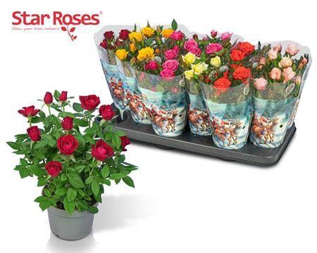 <h4>** Ro Star Roses Gem Winter Promo *</h4>
