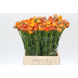 Ranunculus Elegance Orange