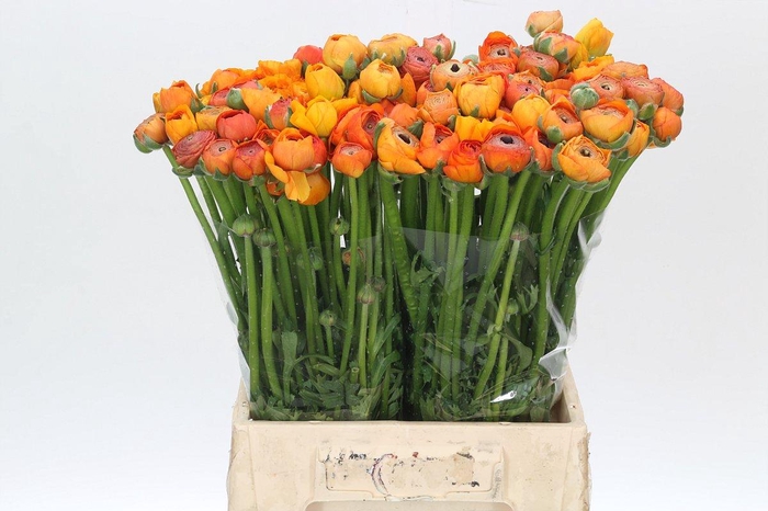 <h4>Ranunculus Elegance Orange</h4>
