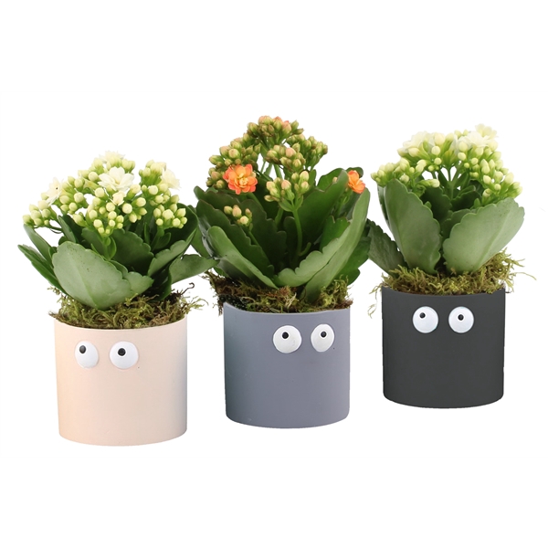 <h4>Arrangementen kamerplanten 6%</h4>