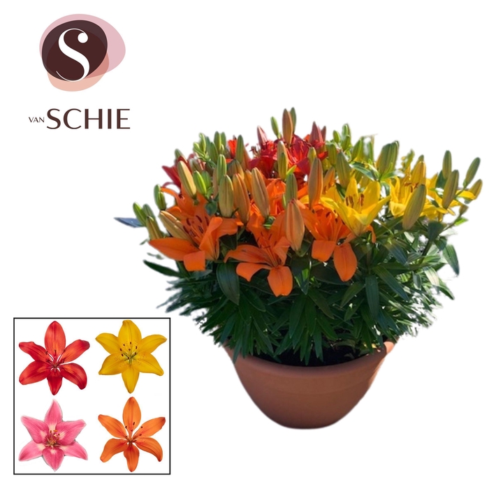 <h4>Az Trio Mix XL 15pp</h4>