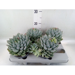 Pachyphytum  'Corvus'