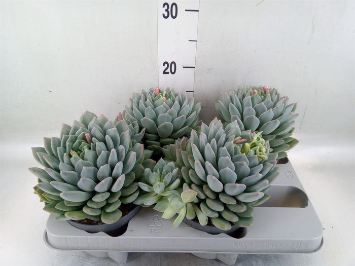 <h4>Pachyphytum 'Corvus'</h4>