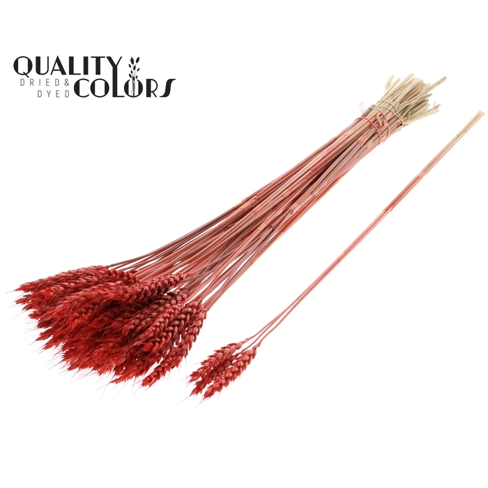 <h4>Triticum 3pc/Tuft Coral</h4>