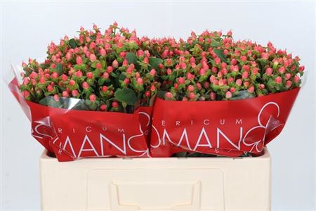 HYP BLUSH ROMANCE