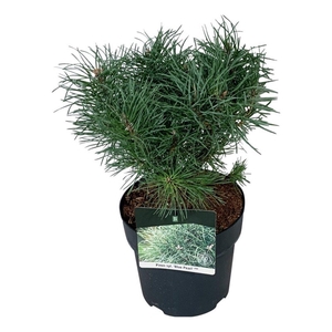 Pinus sylv. 'Blue Pearl' ®