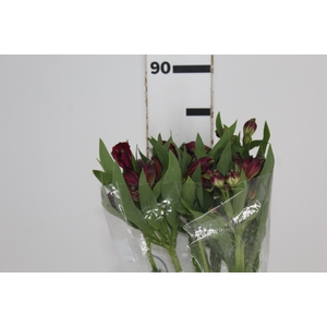 ALSTROEMERIA NAPOLI 080 CM