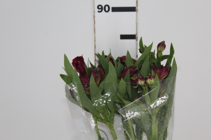 <h4>ALSTROEMERIA NAPOLI 080 CM</h4>