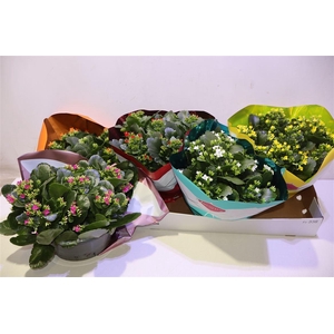 arr8 Kalan Bl Gem 5 Kl