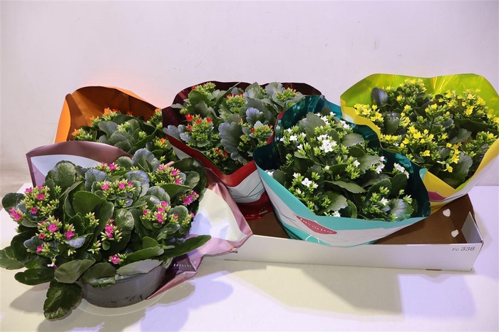 <h4>Kalan Bl Gem 5 Kl</h4>