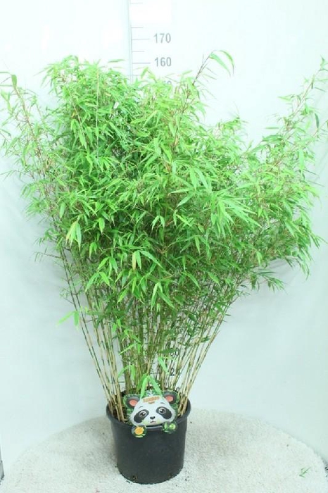 <h4>Fargesia Rufa</h4>