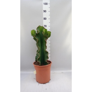 Euphorbia ingens