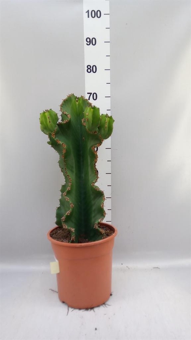 <h4>Euphorbia ingens</h4>