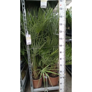 Chamaerops humilis