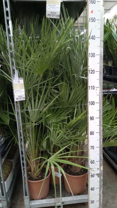<h4>Chamaerops humilis</h4>