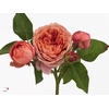 Rosa Garden Romantic Antike