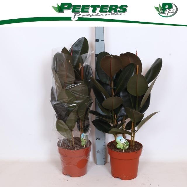 <h4>FIC EL ABIDJAN</h4>