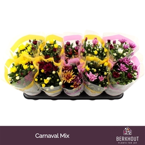Chrysant Carnaval mix