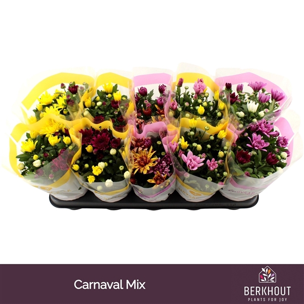 <h4>Chrysant Carnaval mix</h4>