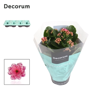 Kalanchoe Decorum - Serenity Pink White