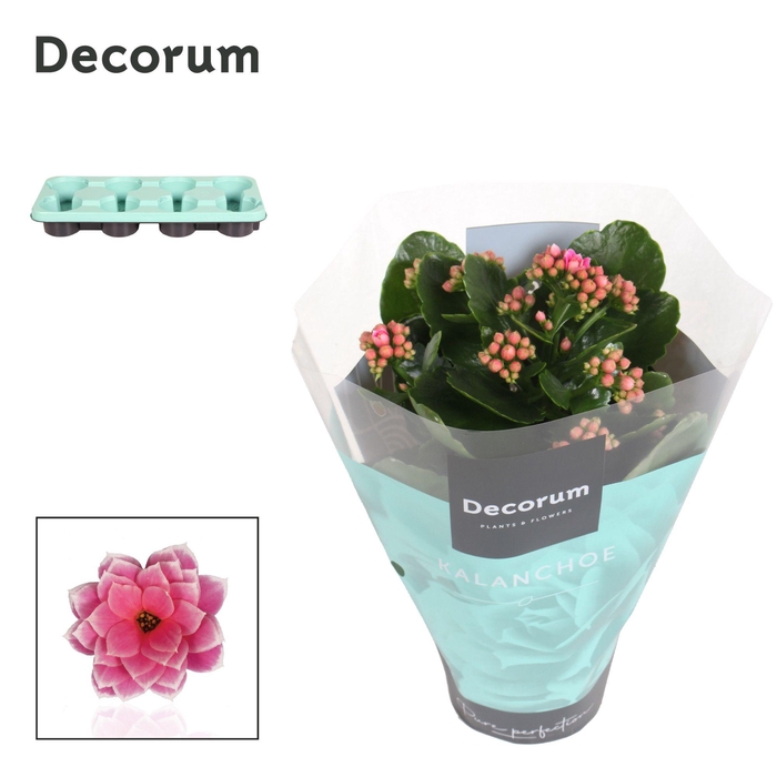 <h4>Kalanchoe Decorum - Serenity Pink White</h4>