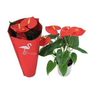 Anthurium XL.10 Mauii Red 9cm met sierhoes