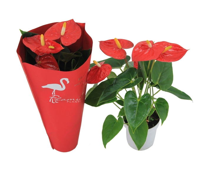 <h4>Anthurium XL.10 Mauii Red 9cm met sierhoes</h4>