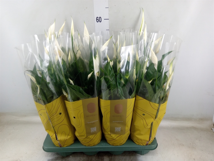 <h4>Spathiphyllum  'Sweet Curiosa'</h4>