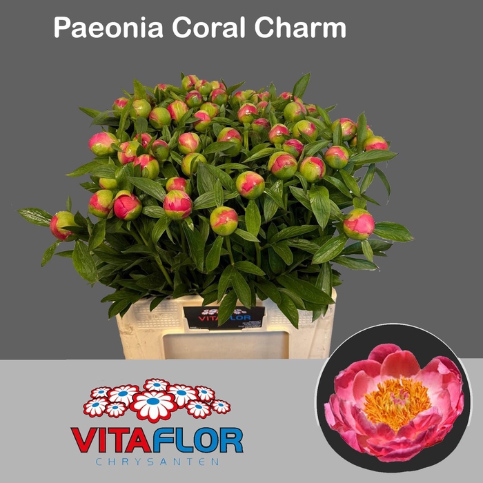 <h4>PAEO  CORAL CHARM</h4>