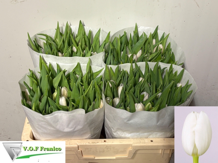 <h4>TU EN WHITE MARVEL</h4>