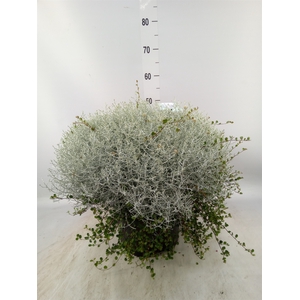 Leucophyta brownii 'Silvercalos'