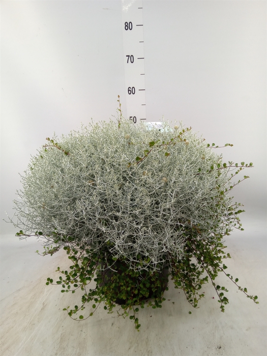 <h4>Leucophyta brownii 'Silvercalos'</h4>