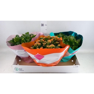 Kalanchoe blos.   ..mix 4