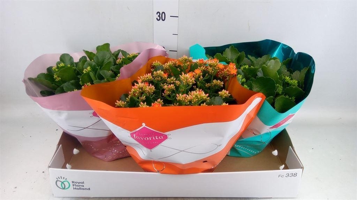 <h4>Kalanchoe blos.   ..mix 4</h4>