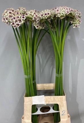 <h4>ALLIUM SILVERSPRING</h4>